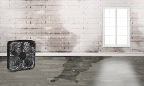 Best Professional water damage repair  in Metropolis, IL